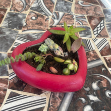 Load image into Gallery viewer, Heart Pot with succulent assortment