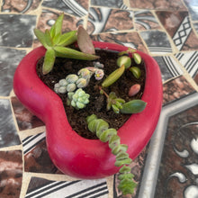 Load image into Gallery viewer, Heart Pot with succulent assortment