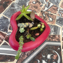 Load image into Gallery viewer, Heart Pot with succulent assortment