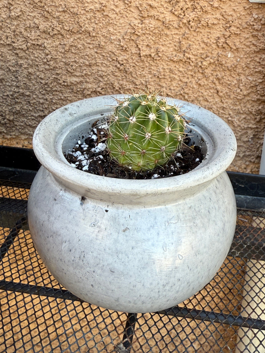 Witch pot planter