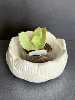 Lotus Pot